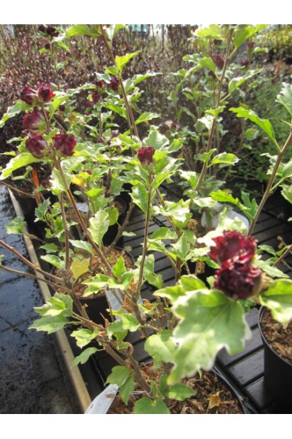 Гибискус в горшке.